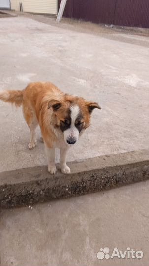 Дворняжка