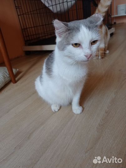 Кошки в добрые руки