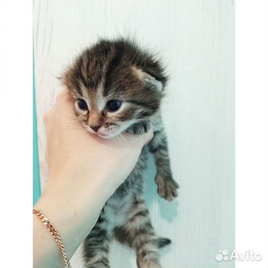 Шотландские котята