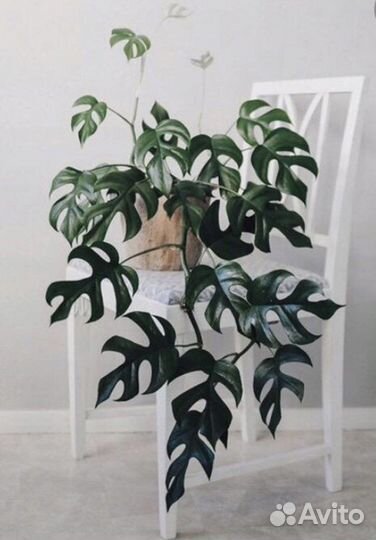 Монстера минима