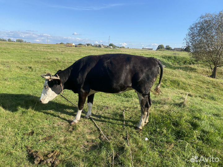Телки нетель
