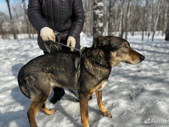 Собака Джекки. В добрые руки