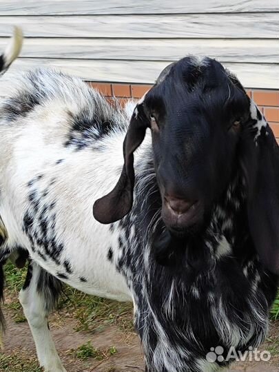 Вязка. Козёл Битал/Нубийский