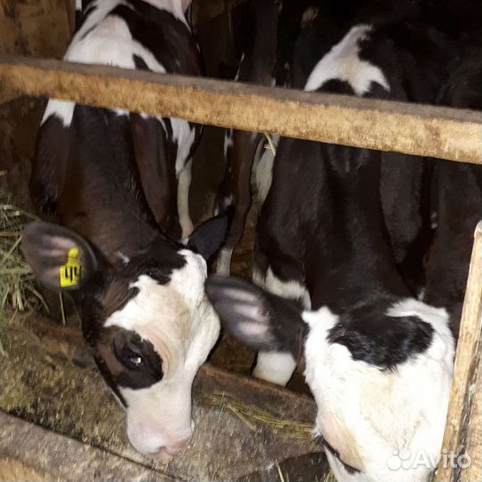 Бычки и телята