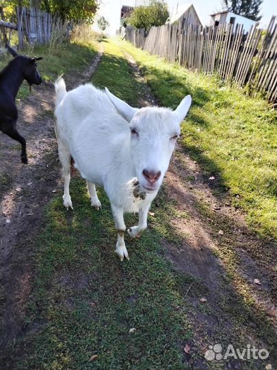 Козы дойные