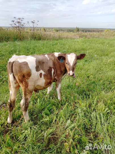 Продаётся бычок 5 мес