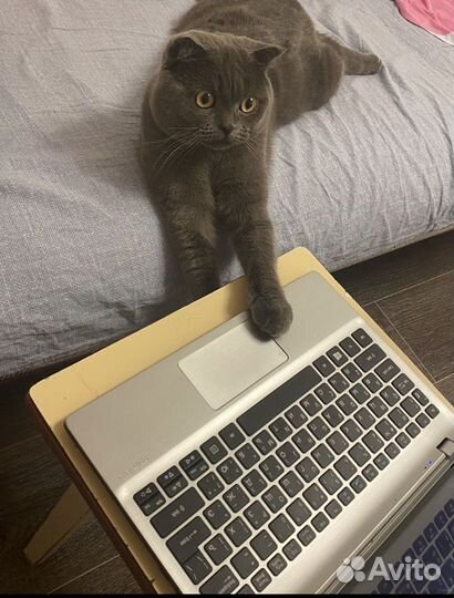 Британский кот