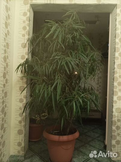 Комнатные растения Фикус Али- крупномер