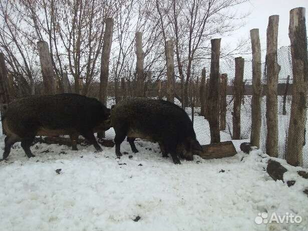Кабанчики