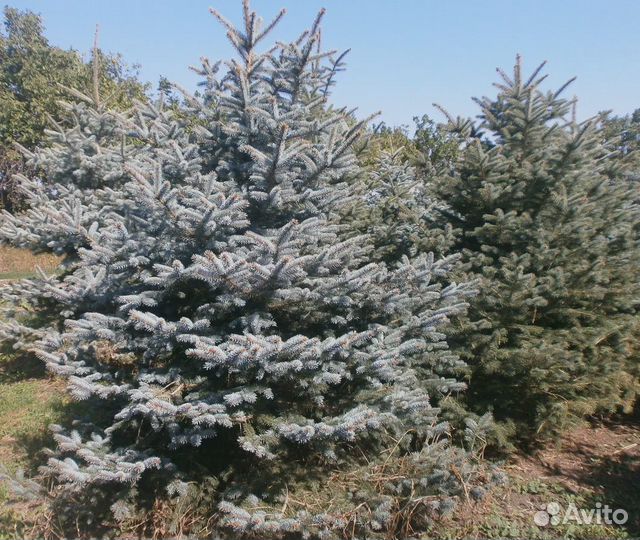 Ель голубая