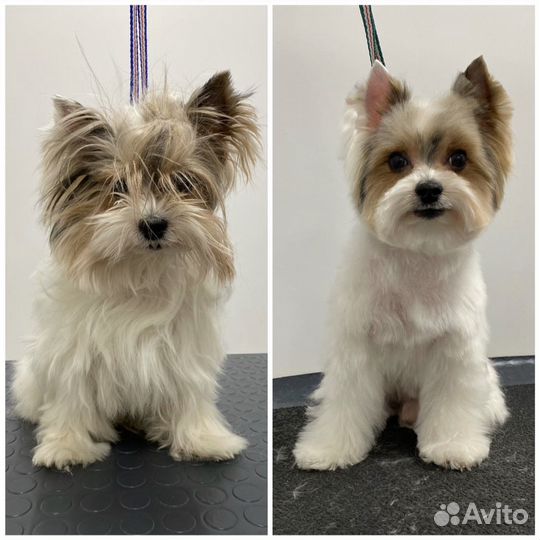 Груминг Стрижка Бишона