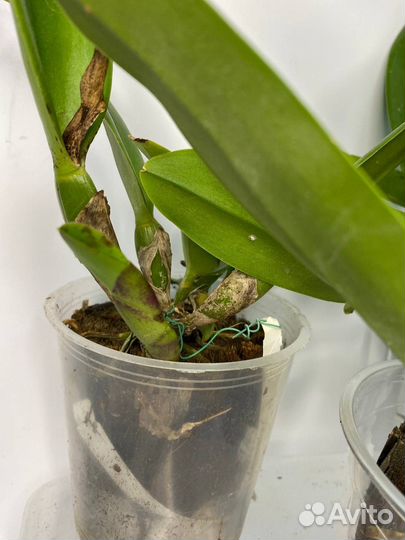 Орхидея каттлея Rhyncattleanthe STK Fancy