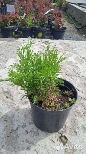 Саженцы Можжевельник казацкий (Juniperus sabina)