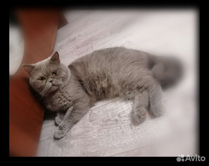 Кот на вязку