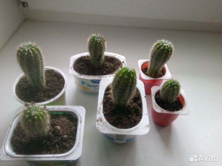 Кактус