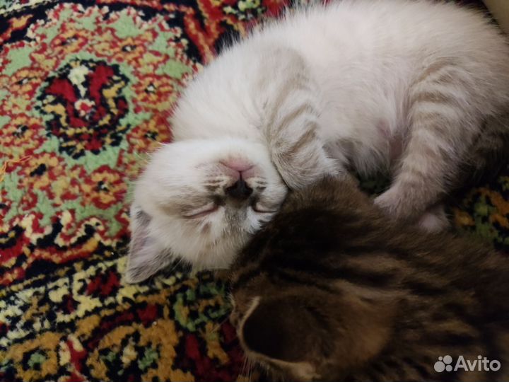 Британские котята