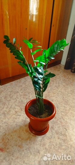 Замиокулькас