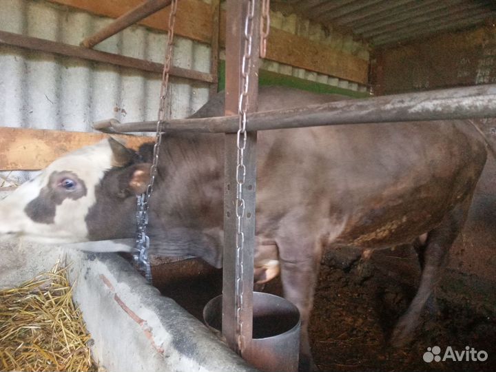 Бык сементал на мясо или на племя