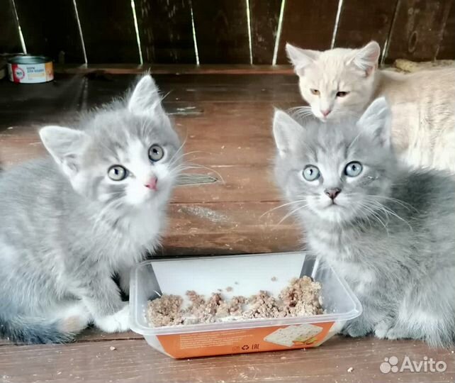 Котята в добрые руки