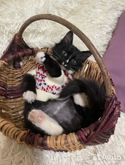 Котёнок 3 мес