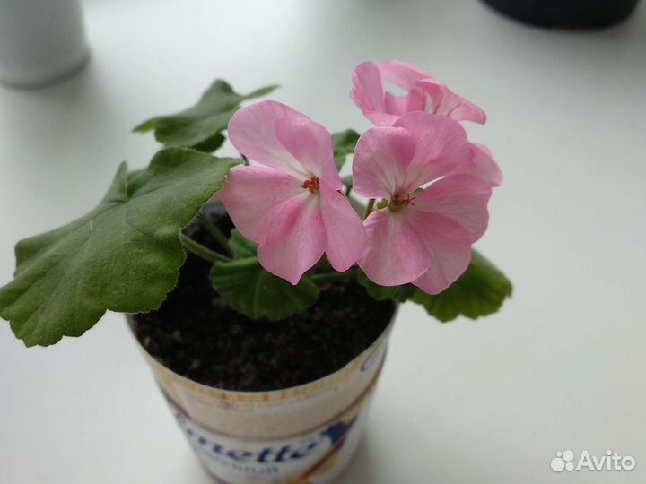 Герани, пеларгония (красная, розовая)