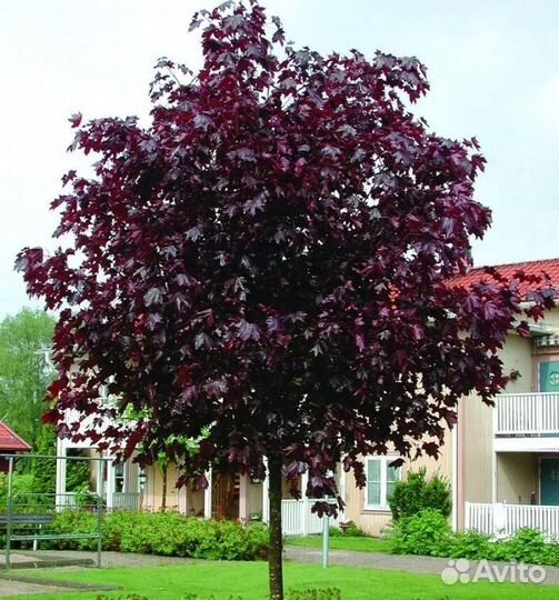 Клен крастнрлистный штамб