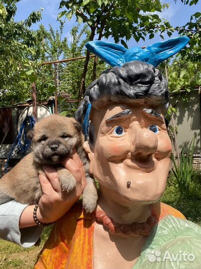 Щенки сиба ину