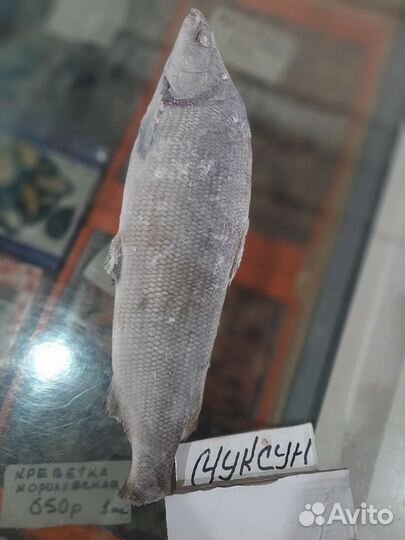 Рыба Якутии