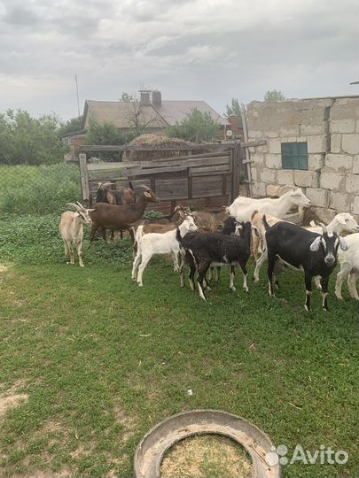 Продаются козы, 19 голов. Продаю всех вместе