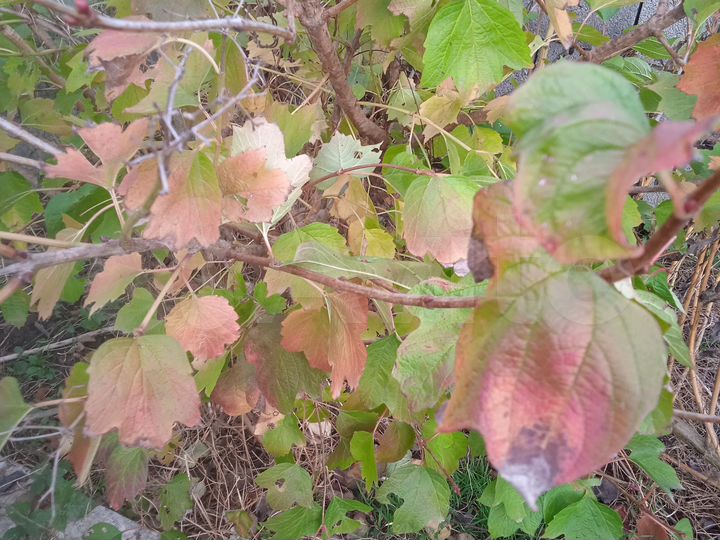 Участок 39 сот. (ИЖС)