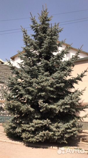 Ель голубая 8метров