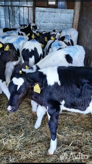 Телята бычки