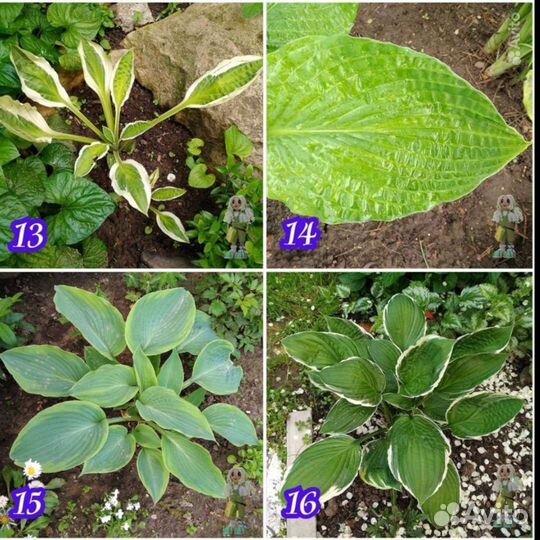 Хоста Цветы для сада