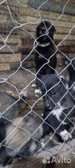 Щенки лайки