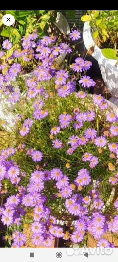 Лук репчатый семейный и цветы