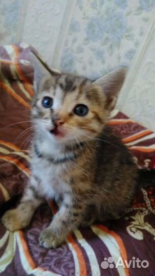 Кошки в добрые руки бесплатно