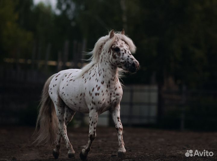 Жеребец аппалуза пони