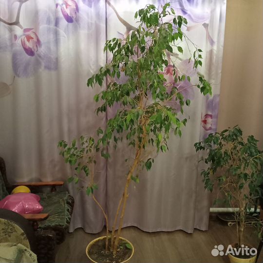 Фикус бенджамина 2м