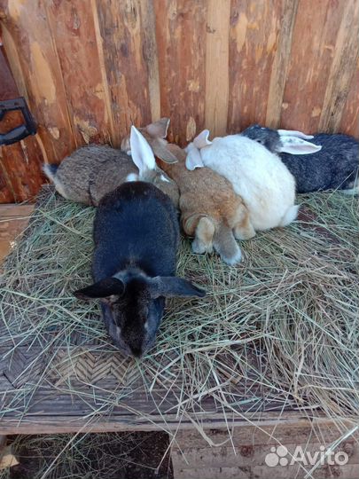 Кролики великаны