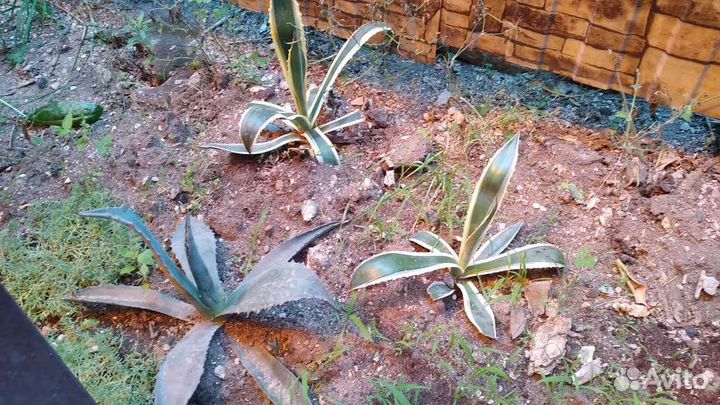 Сансиверия (Щучий хвост или тещин язык) и агава