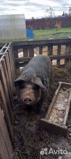 Хряк венгерской мангалицы