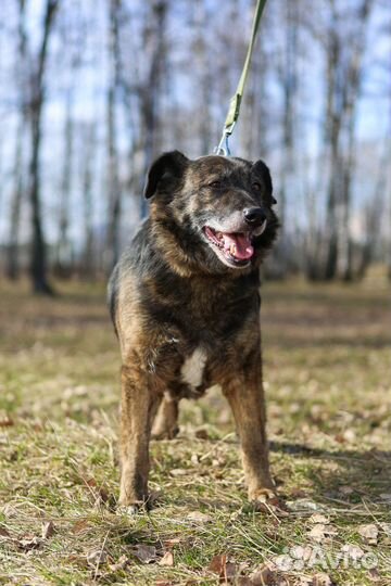 Балин-пампушка, уютная собаченька ищет дом