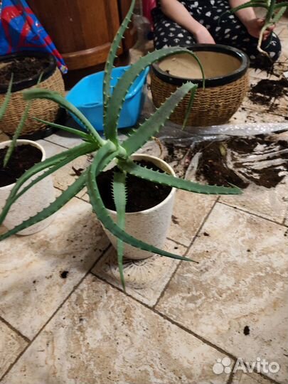 Алоэ столетник двухлетний