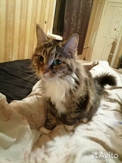 Кошка в дар бесплатно