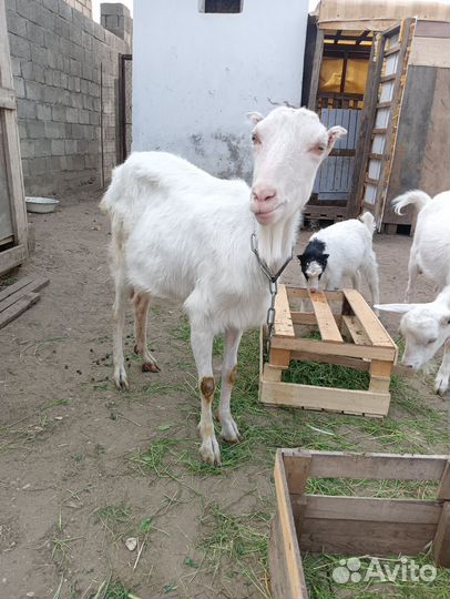 Коза с козлятами