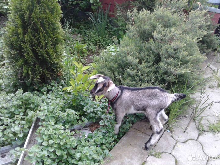 Продается коза, козлята