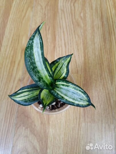 Сансевиерия сортовая 7