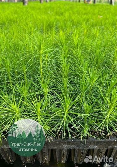 Зкс и окс Сосна Ель Лиственница сеянцы Голуб горн