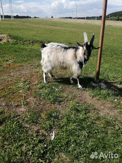 Вязка. Козлик Альпийко-Зааненская порода