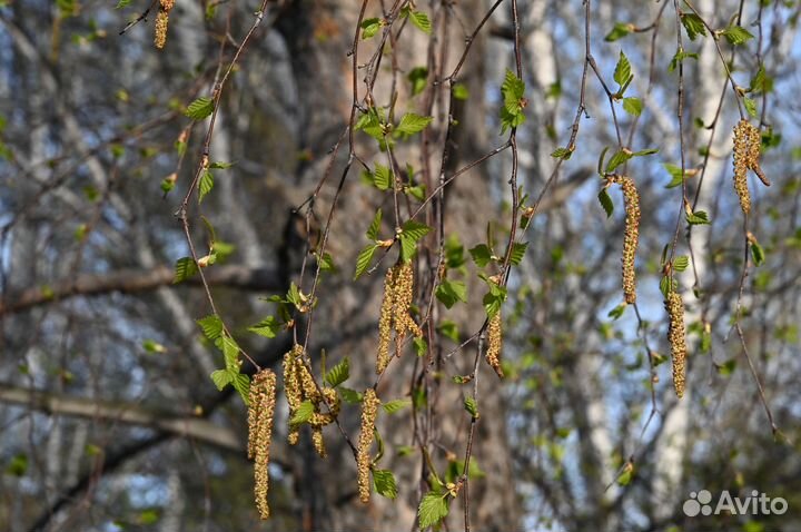 Объектив Nikon AF Micro Nikkor 105mm 1:2.8 D